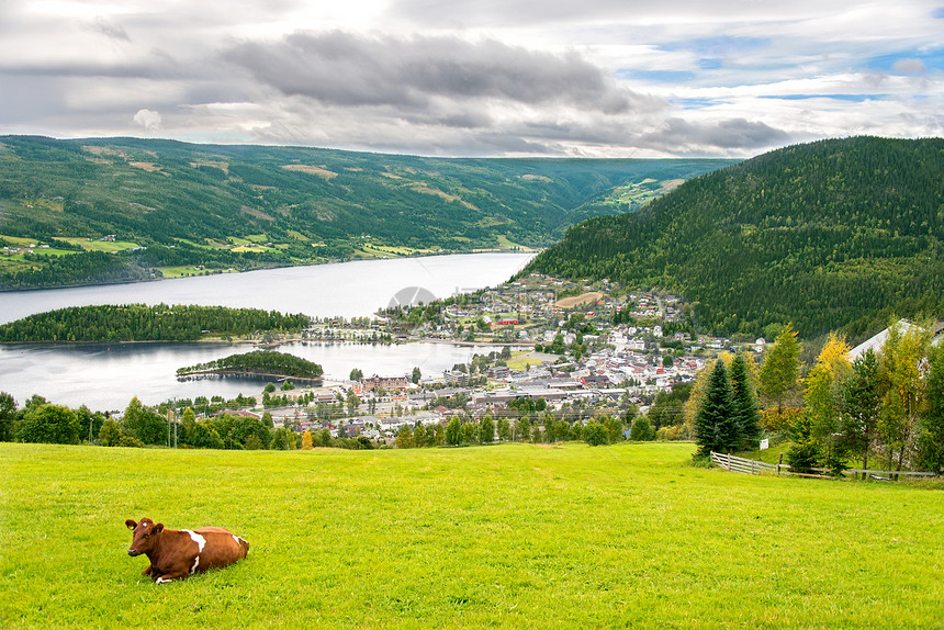 挪威与奶牛的农村场景图片