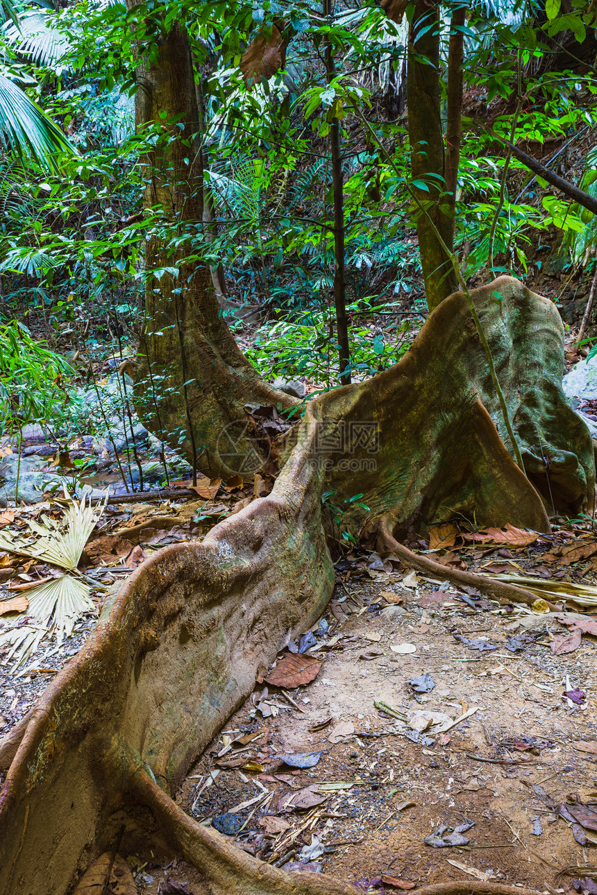 东南亚的热带雨林地区季节树干野生动物气候溪流植物森林棕榈农村风景图片
