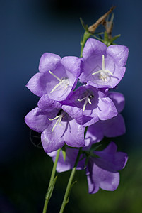 秋花花园天空白色花朵蓝色植物群绿色紫色春天高清图片素材