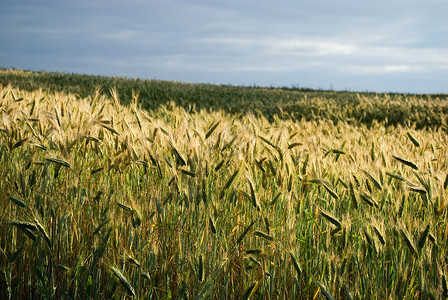 谷谷物植物颗粒场地粮食材料小麦季节烘烤国家面粉高清图片