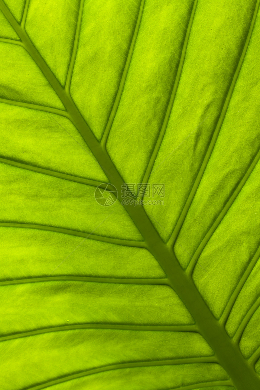 叶子草本植物植物学植物群生态植物生长静脉环境草本绿色图片