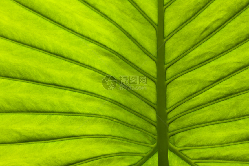 叶子生态植物绿色环境静脉植物学生长植物群草本植物草本图片