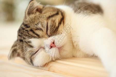 睡猫头发哺乳动物猫科动物耳朵动物眼睛小猫休息宠物猫咪背景图片