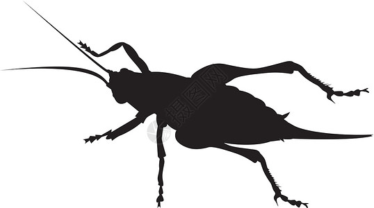 板球轮廓动物蟋蟀昆虫背景图片