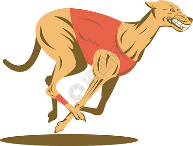 灰狗赛运动犬类插图跑步宠物动物背景图片