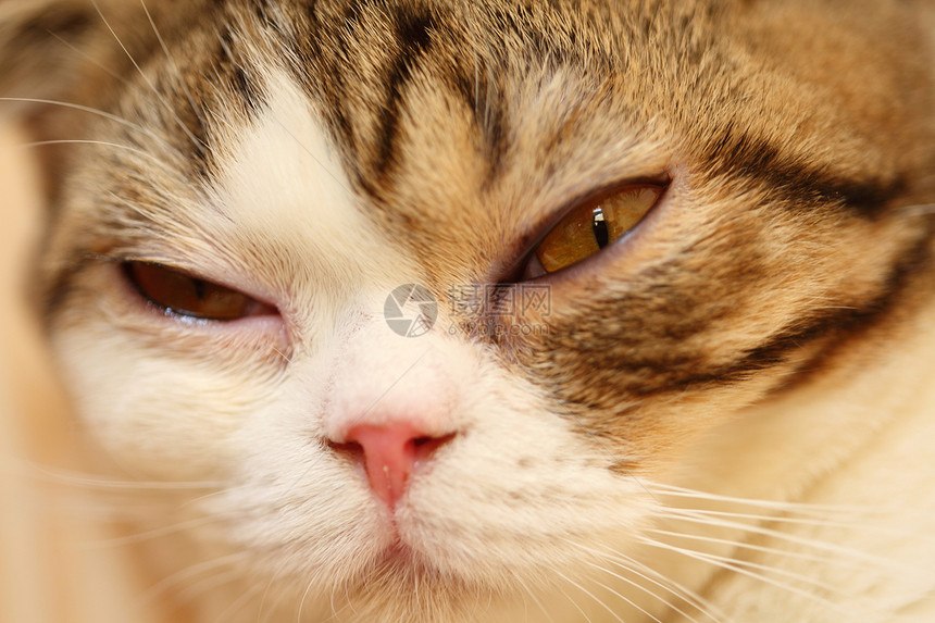 猫眼 闭上猫猫猫的眼睛猫咪猫科注意力虎斑头发小猫灰色细节羊毛哺乳动物图片