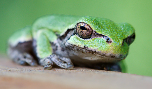 树蛙灰色宏观野生动物青蛙摄影眼睛背景图片