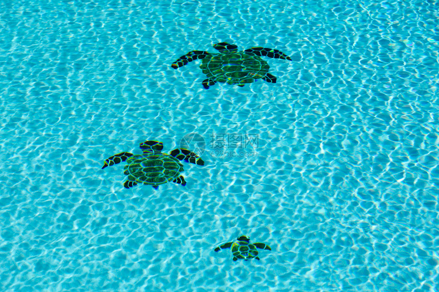 游泳池底部的三只海龟波纹运动涟漪液体壁画温泉反射天蓝色海浪蓝色图片