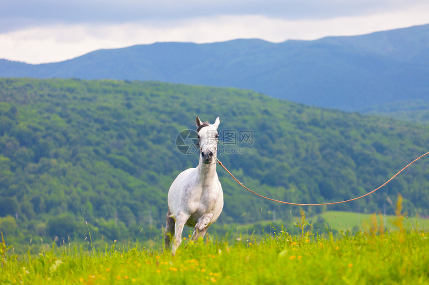 灰色阿拉伯马在绿色草地上奔驰自由天空运动赛跑者速度农场哺乳动物良种牧场马术图片