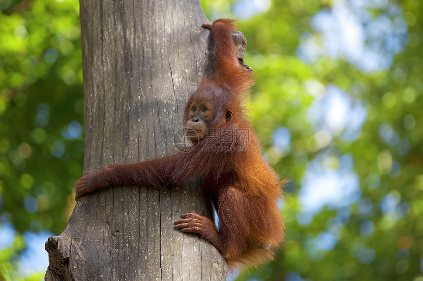 婆罗洲奥兰古人橙子丛林原始人灵长类野生动物动物园雨林濒危动物荒野图片