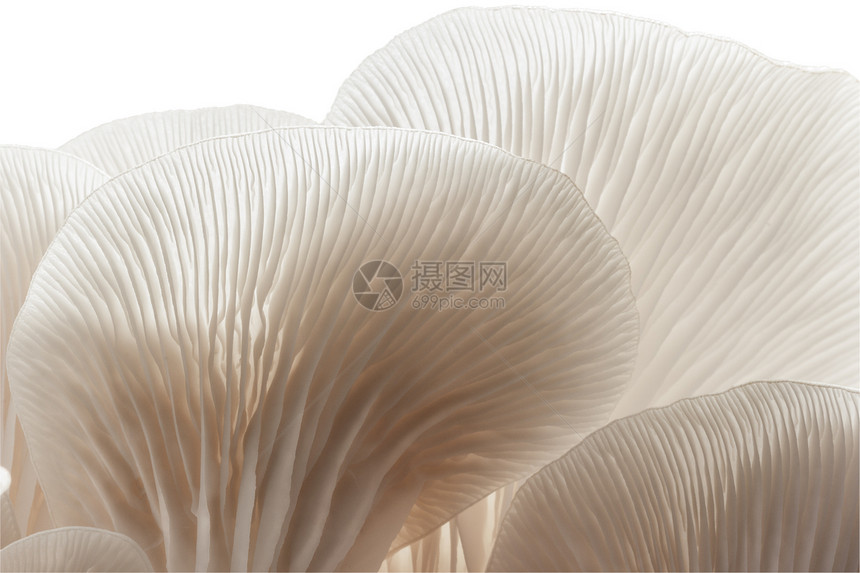 牡蛎蘑菇纤维生长杂草植物按钮团体菌类叶子食物生产图片