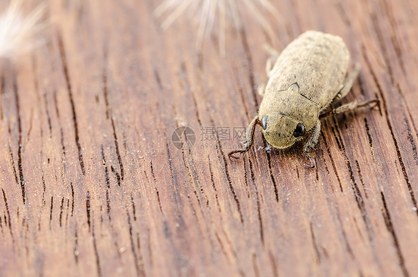 棕色丝巾或甲虫漏洞宏观荒野生物学动物学昆虫图片