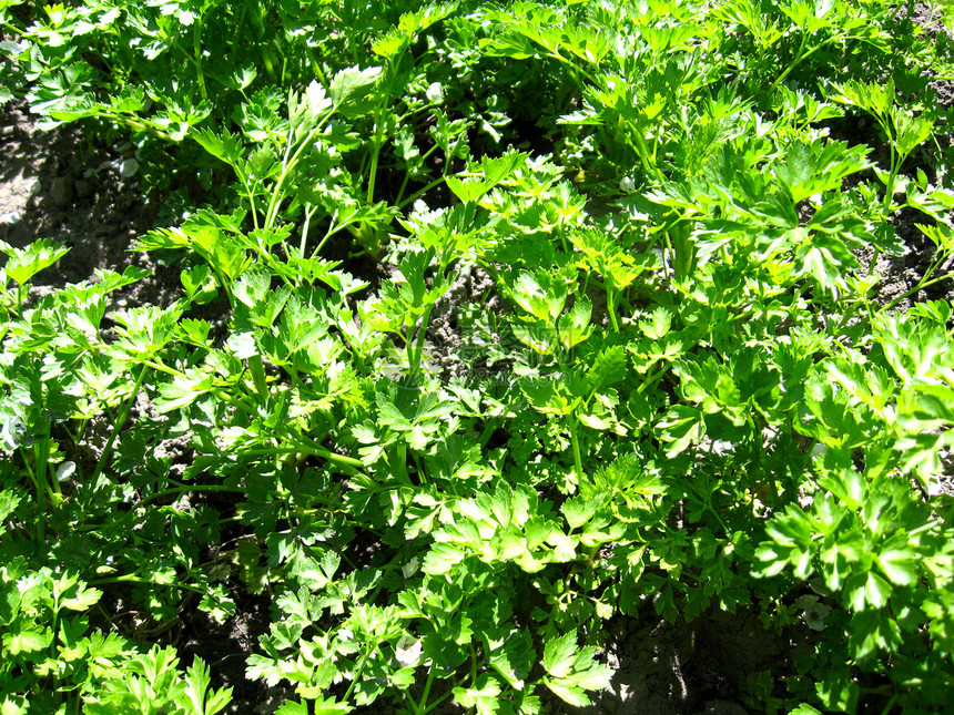 青青绿色的鹦鹉绿植物营养白色草药树叶蔬菜烹饪卷曲花园生长厨房图片