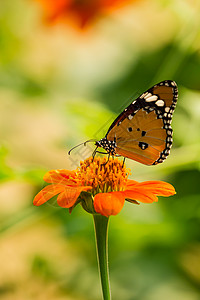 黄色的蝴蝶蝴蝶喂养昆虫宏观甜食花坛植物学橙子植物黄色绿色野生动物背景