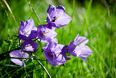 秋花植物群天空白色绿色蓝色花园花朵紫色美丽高清图片素材