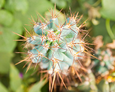 Cactus 特写绿色植物宏观背景图片