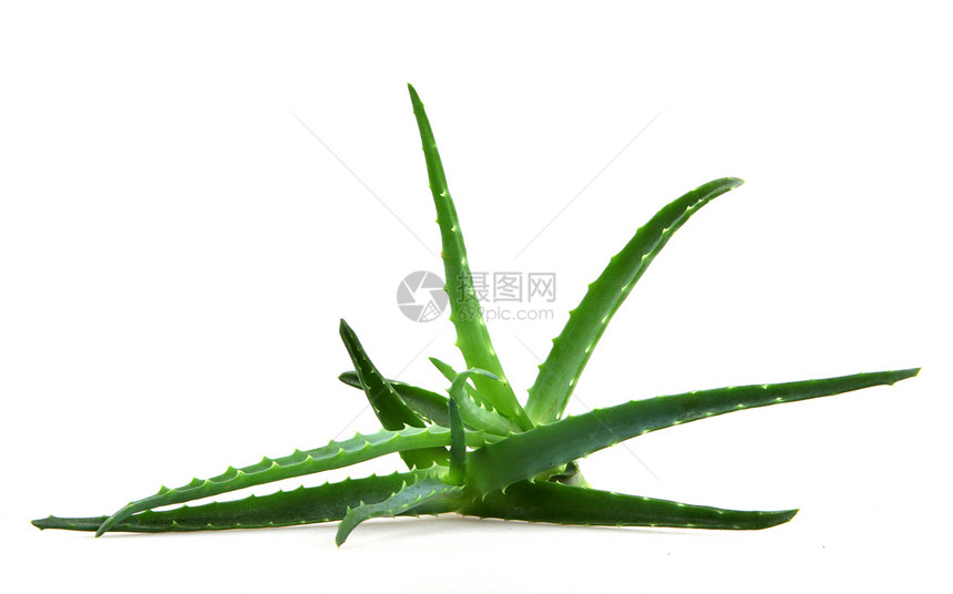 Aloe 阴阳照片果汁免版税库存面霜头发治愈生长相片植物图片