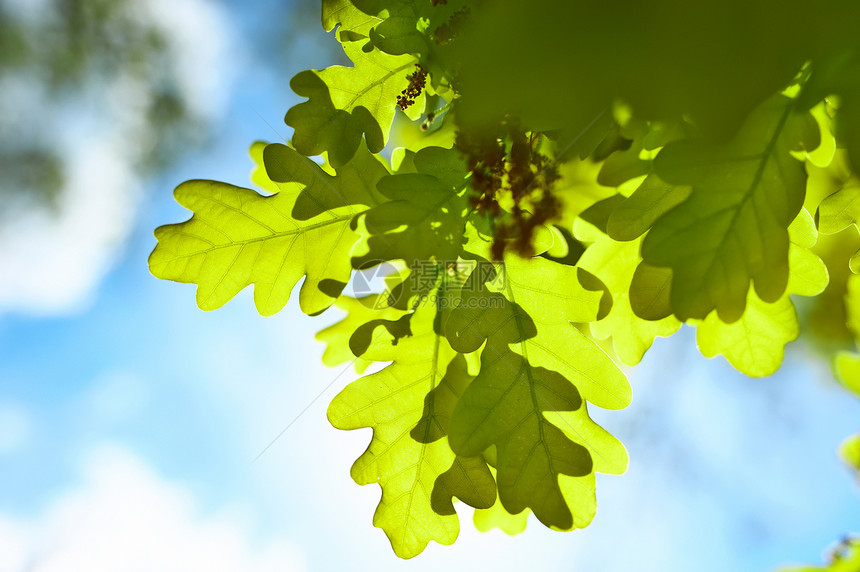 春橡树叶绿色橡木阳光森林树木图片