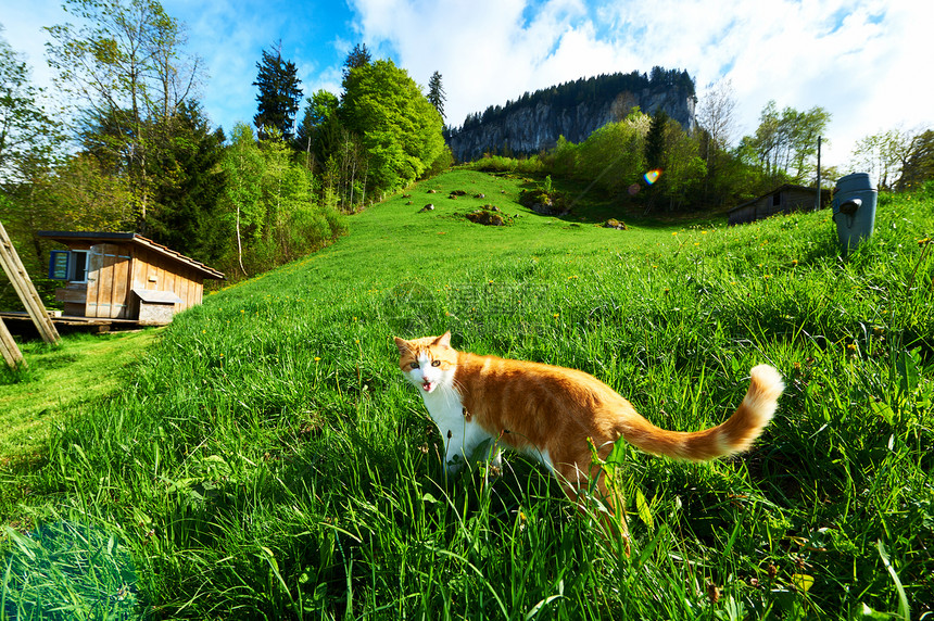 猫在草地里走来走去宠物毛皮爬坡绿色旅行顶峰山脉岩石动物农村图片