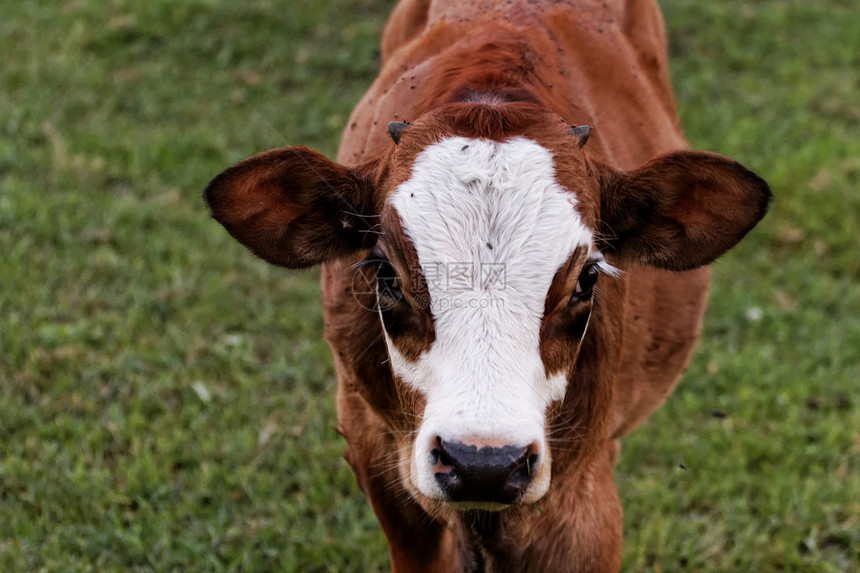 奶牛农场场地牛肉配种小牛农业动物农村奶制品农田图片