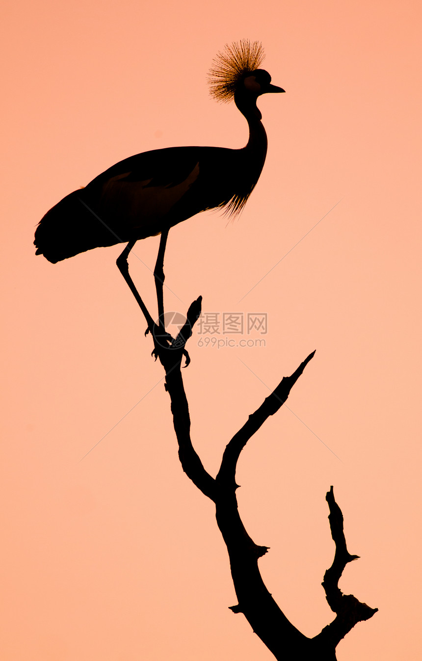 硬冠角鸟图片