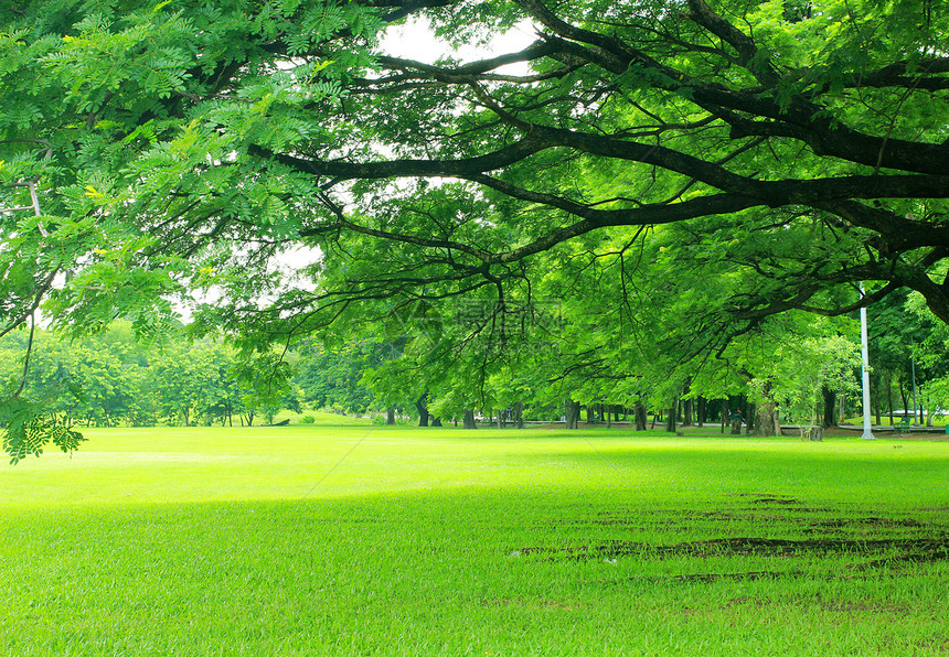 绿树在公园中的背景森林花园生长绿色植物阳光植物季节叶子墙纸环境图片