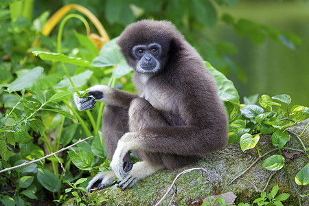 猴子拼图树Gibbon 猴子灵长类动物公园异国长臂猿野生动物俘虏国家丛林濒危背景