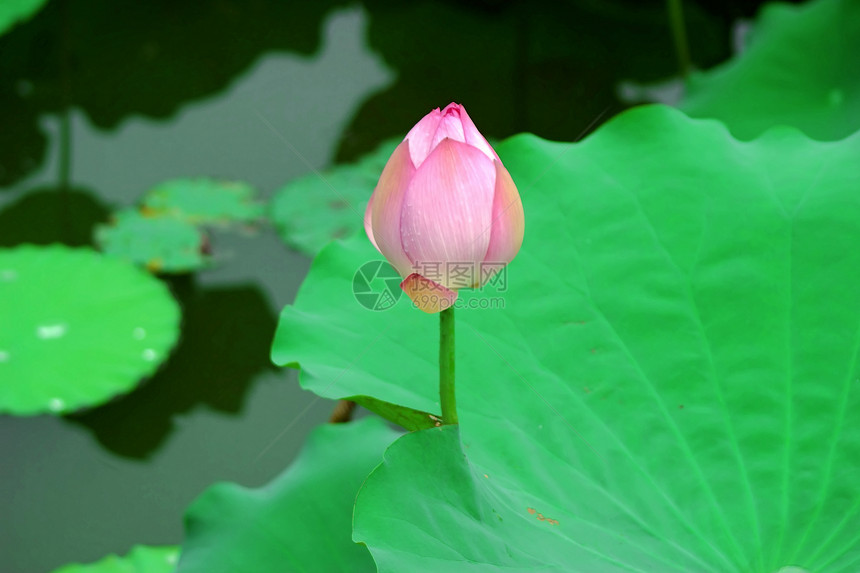 莲体雪花百合玉兰草碧玉荷花半边莲白术图片