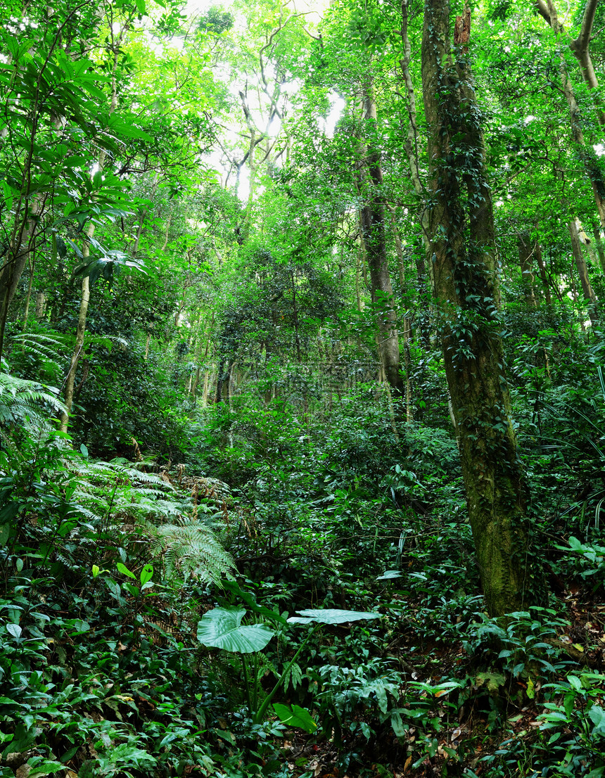 热带热带雨林活力风景叶子天堂野生动物植物石头流动阳光晴天图片