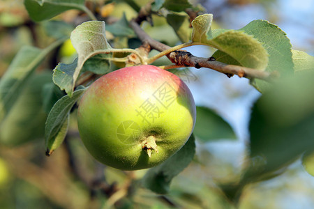 夏天的绿苹果苹果树生长水果田园风光食物健康饮食环境乡村前景背景图片