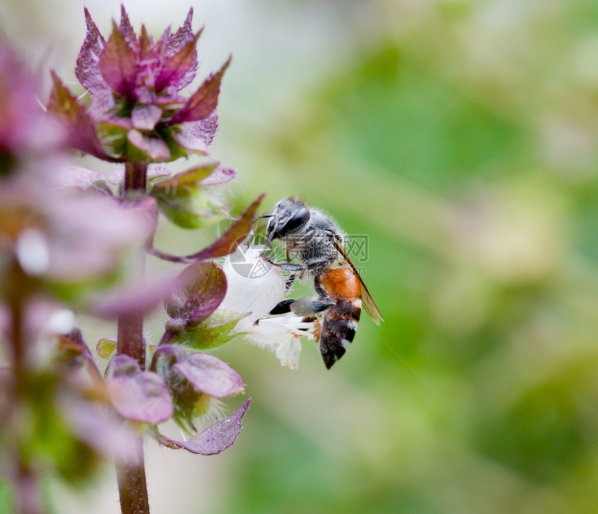 蜂蜜收集巴西花蜜昆虫蜜蜂工人花园翅膀花瓣宏观照片植物花粉图片