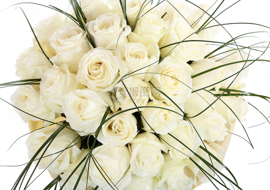 一束巨大的白玫瑰花 白色背景上孤立的图象图片