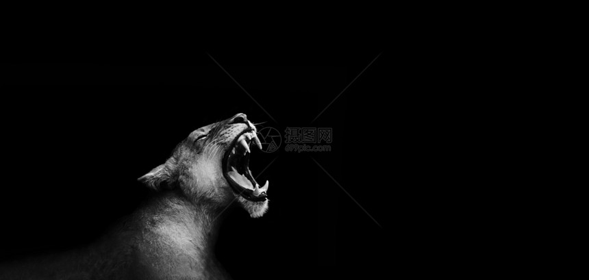狮子Roarng图片