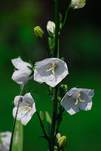 秋花花园花朵白色绿色天空紫色植物群蓝色自然高清图片素材