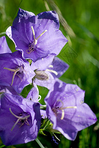 秋花蓝色植物群天空花园紫色绿色花朵白色自然高清图片素材