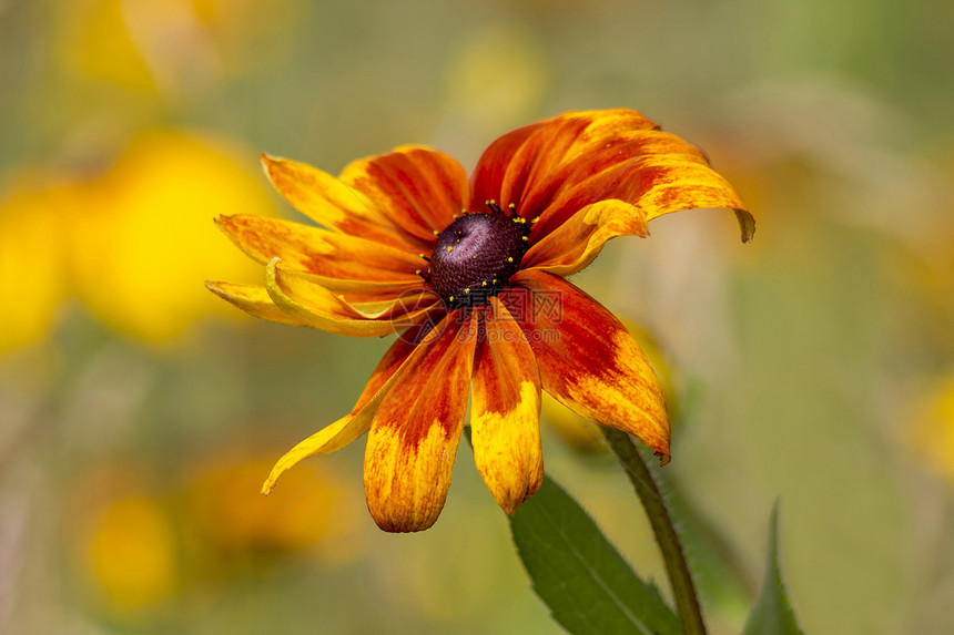 天然的Rudbeckia花朵眼睛晴天宏观雏菊荒野野花橙子菊科植物草地图片