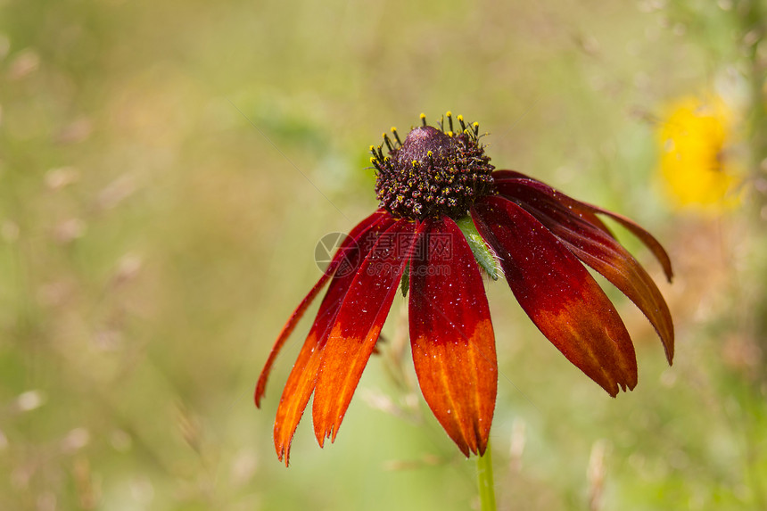 天然的Rudbeckia花朵向日葵宏观橙子荒野花瓣草地花园晴天菊科眼睛图片