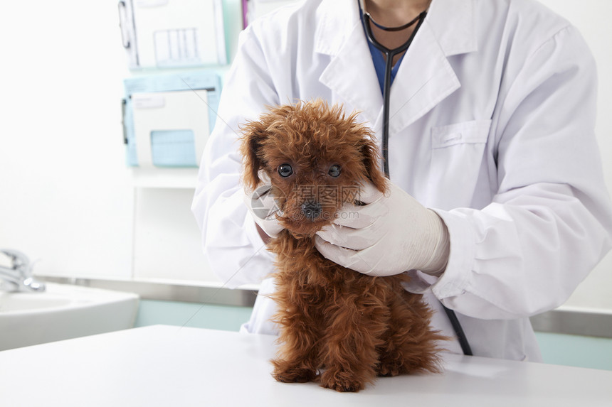 兽医办公室的狗毛发手术手套宠物医学宠爱主人年轻人小狗保健图片