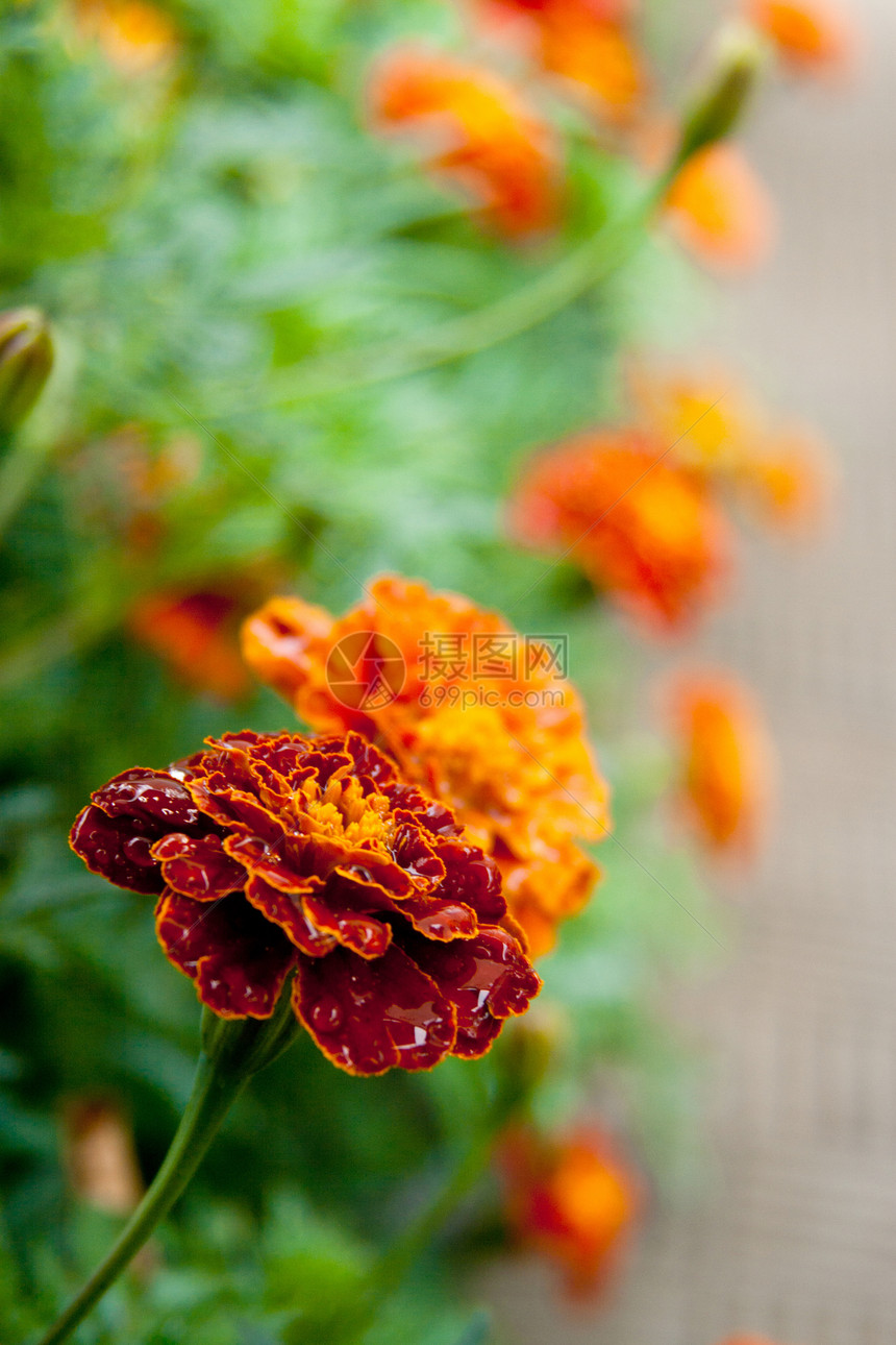 橙色马花花花园黄色橙子荒野场地植物花瓣生长季节环境图片