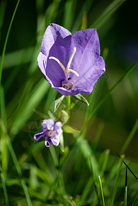 秋花天空植物群蓝色绿色花朵紫色白色花园春天高清图片素材