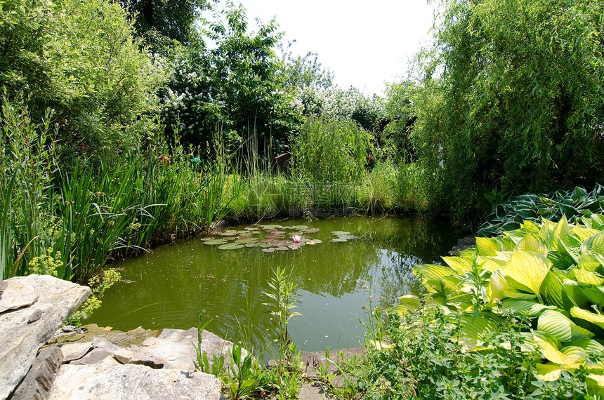 园花园叶子植物石头芦苇树叶池塘花朵绿色图片