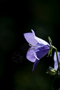 秋花天空花园绿色紫色白色花朵蓝色植物群盛开高清图片素材