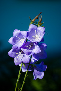 秋花天空植物群紫色花朵蓝色白色花园绿色白色的高清图片素材