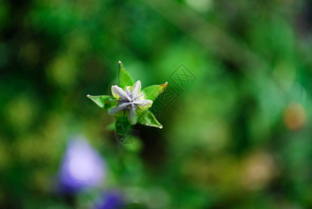 秋花紫色花园绿色蓝色天空白色植物群花朵盛开高清图片素材