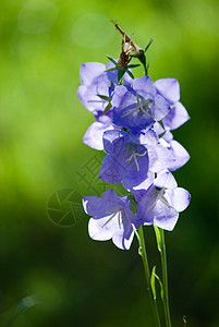 秋花花园紫色绿色花朵蓝色天空白色植物群盛开高清图片素材
