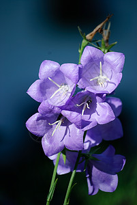 秋花紫色花园蓝色白色天空绿色花朵植物群自然高清图片素材