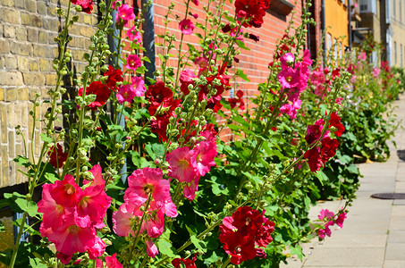 夏花花住宅红色生活花朵石头树叶植物粉色街道牧歌高清图片