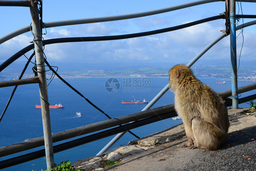 猴子坐在悬崖边 看着大海地标旅游建筑学景观城市场景旅行建筑物蓝色岩石图片