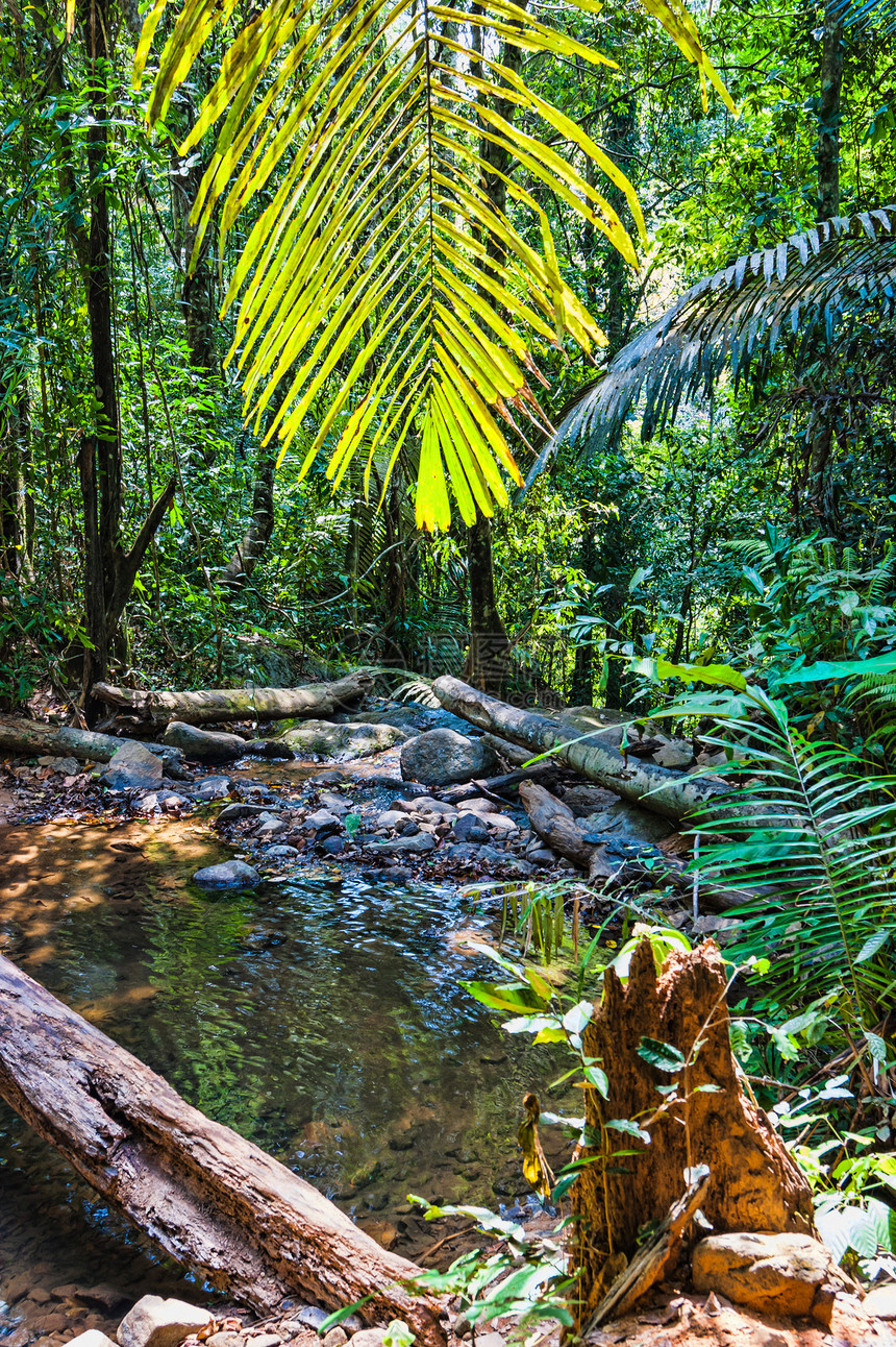 东南亚的热带雨林地区森林环境野生动物溪流气候风景射线荒野丛林季节图片