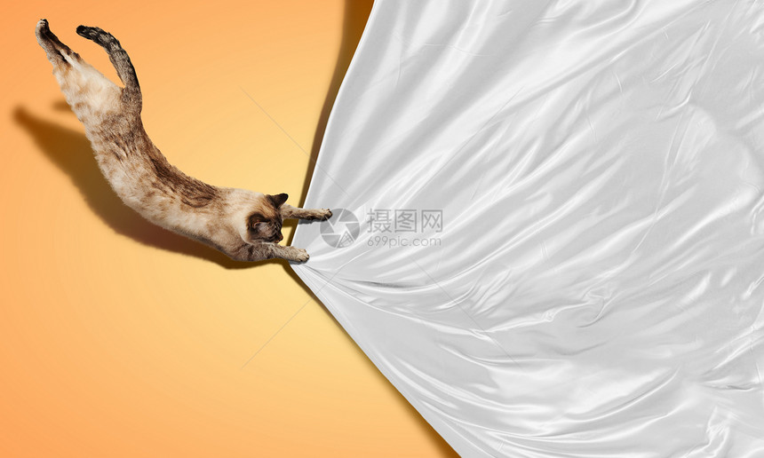 西亚马猫展示身体捕食者食肉跑步荒野宠物头发独奏哺乳动物图片